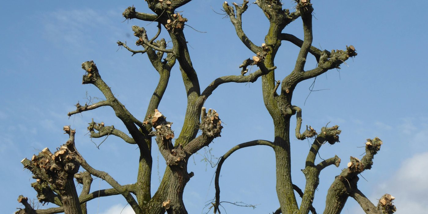 Quand faut-il vraiment élaguer ses arbres ?