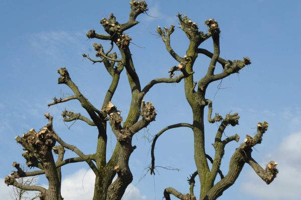 Quand faut-il vraiment élaguer ses arbres ?