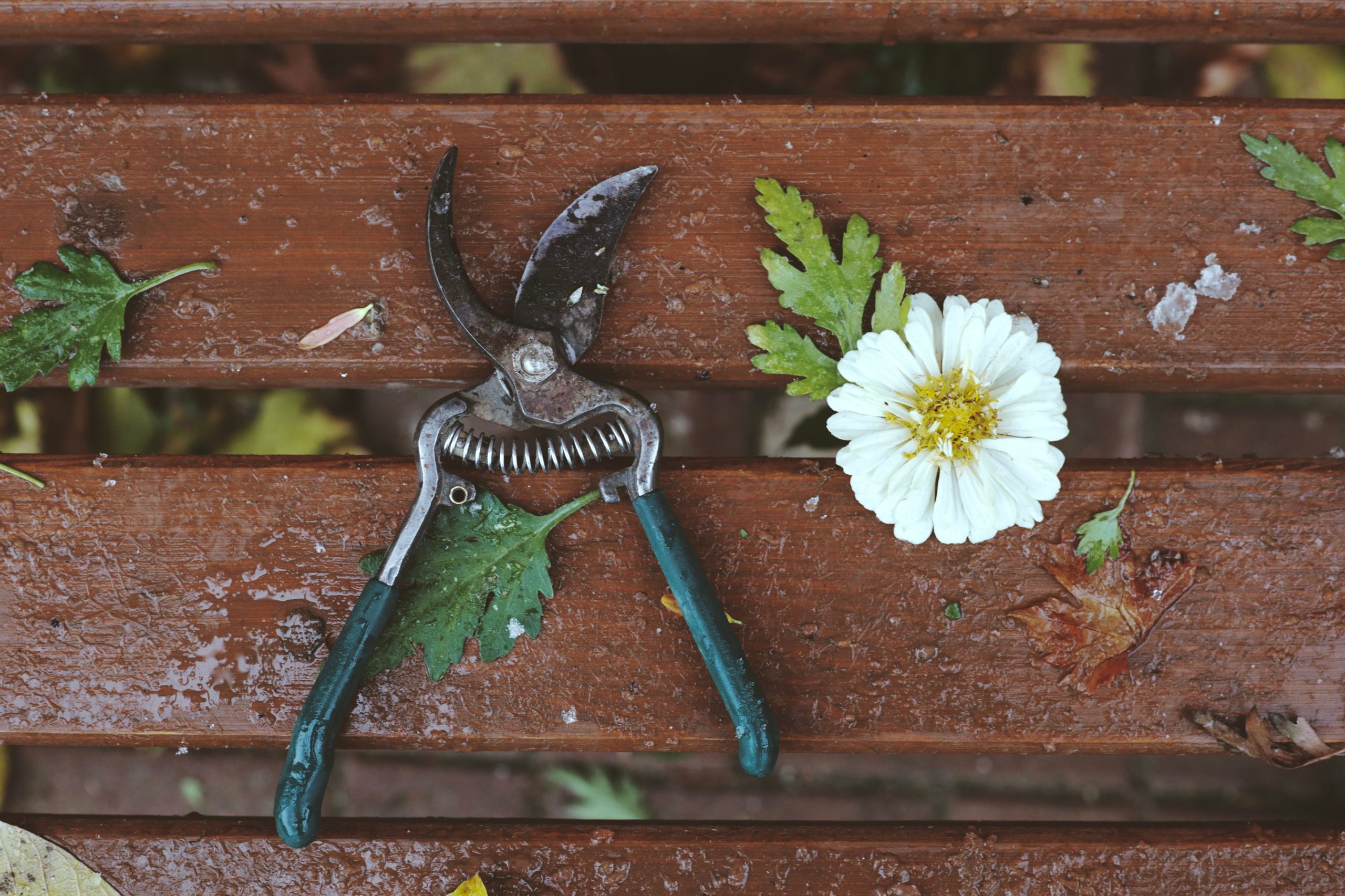 Bien désinfecter son sécateur pour le jardinage