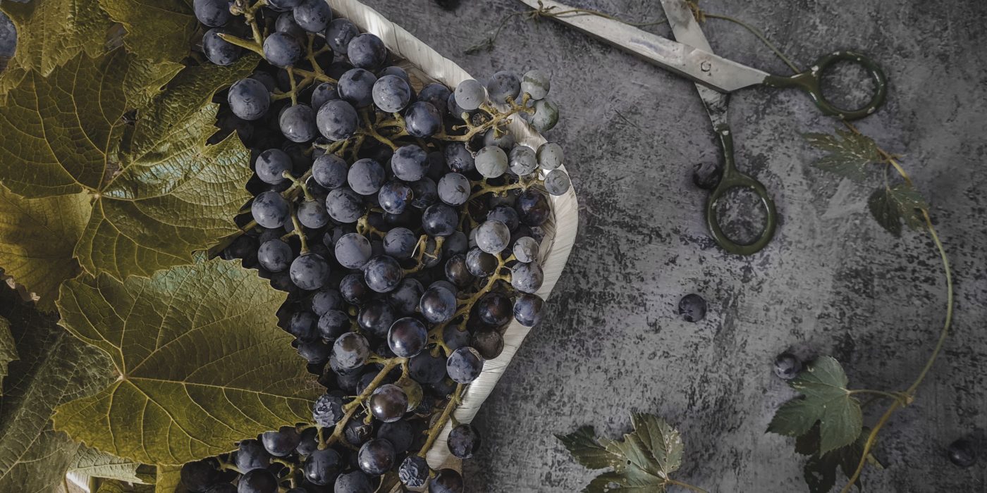 Comment bouturer une vigne avec succès ?