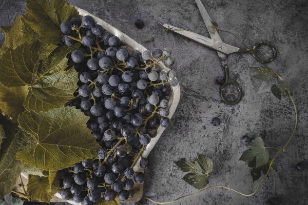 Comment bouturer une vigne avec succès ?