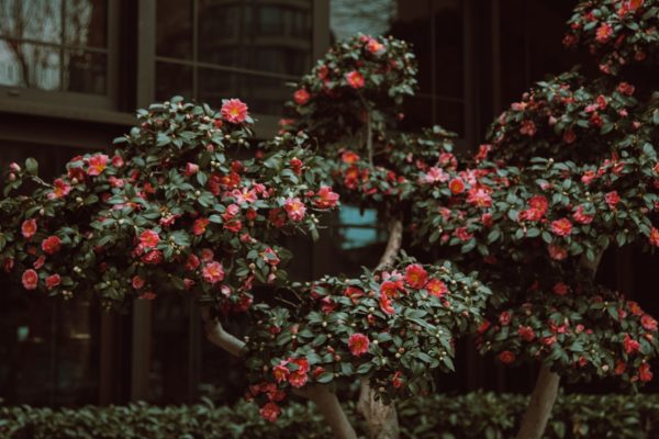 Comment faire fleurir un camélia en pot ?