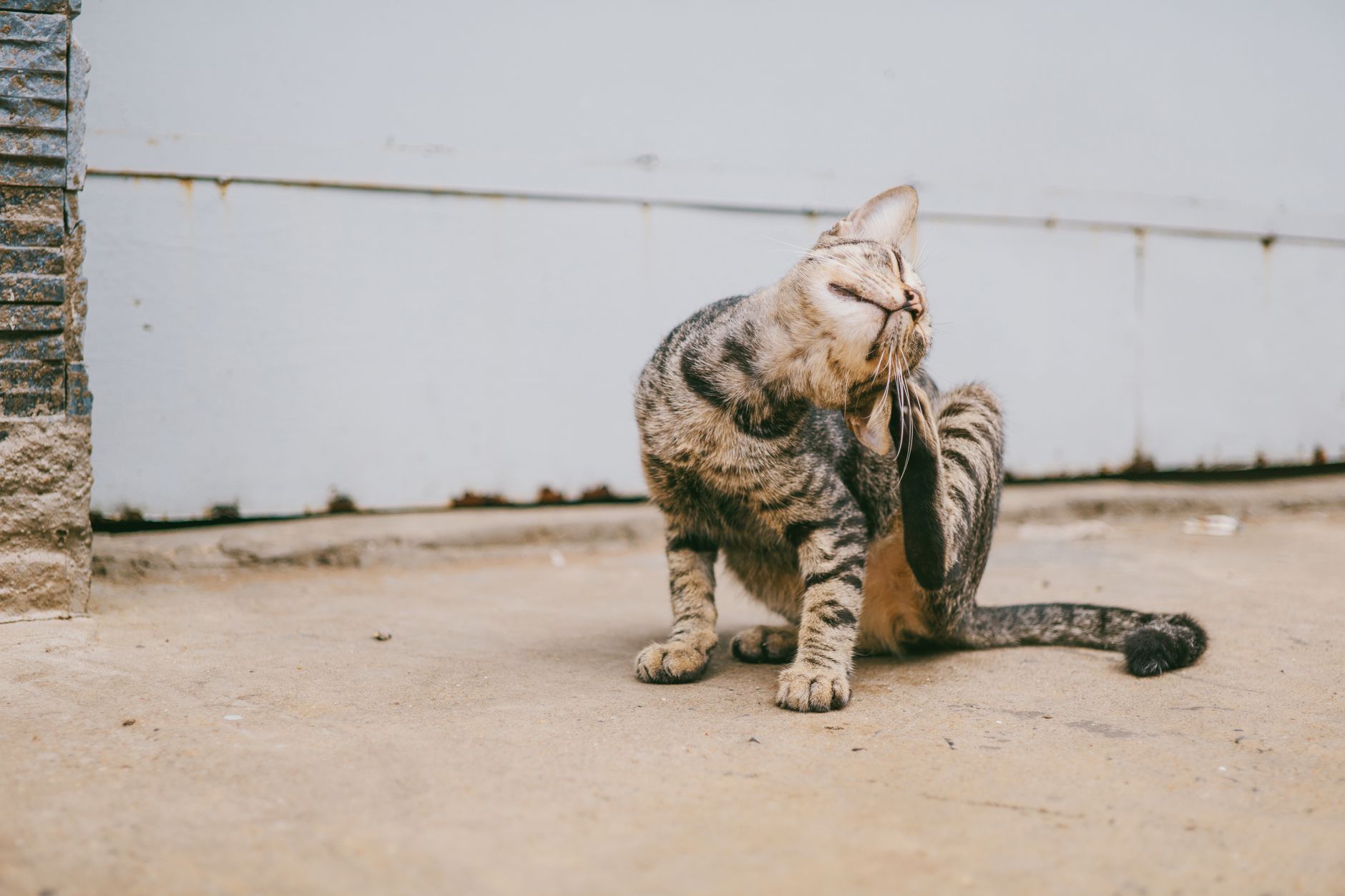 Chat tigré qui se gratte le museau sur une terrasse
