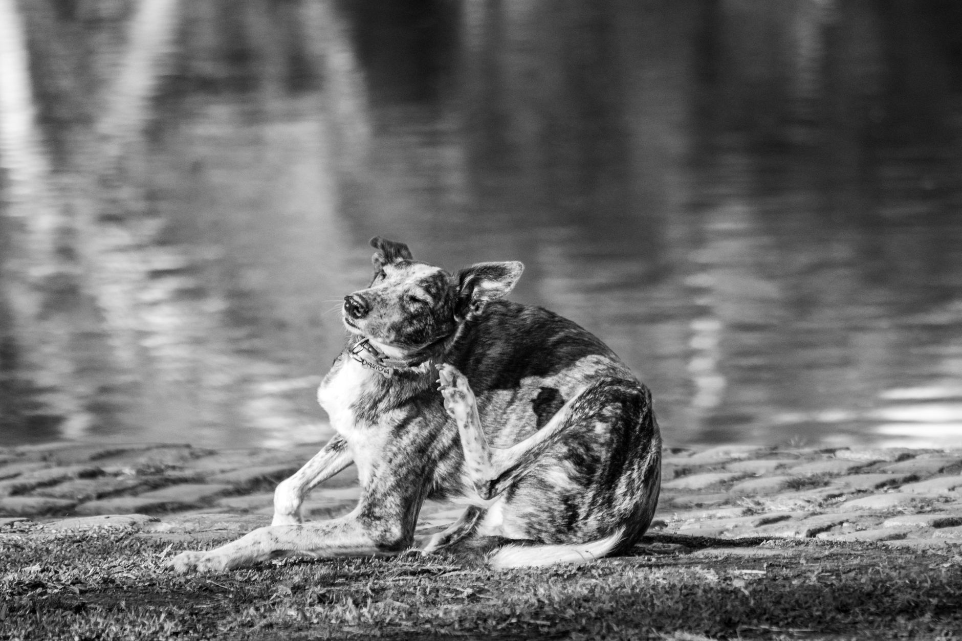 Chien assis en noir et blanc au bord d'une rivière