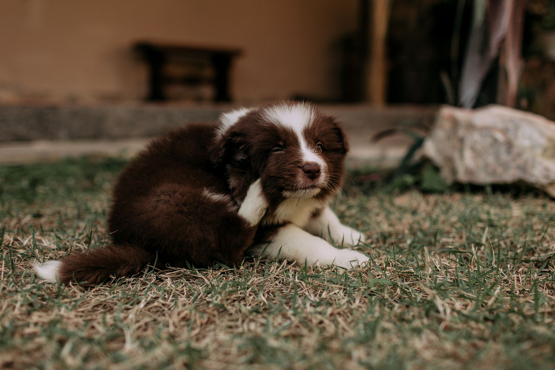Chiot border collie allongé dans l'herbe d'un jardin