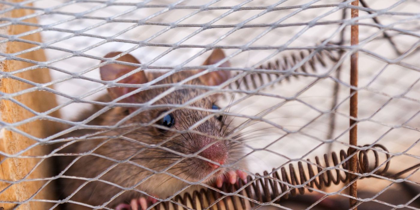 Se débarrasser des rats chez vous, la méthode qui marche