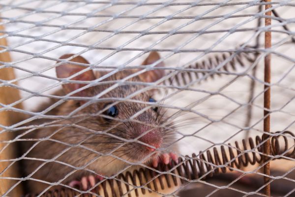 Se débarrasser des rats chez vous, la méthode qui marche